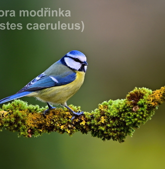 sýkora modřinka 0175.JPG